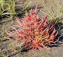 Image of dwarf saltwort