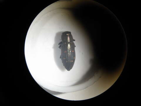 Image of Jewel beetle