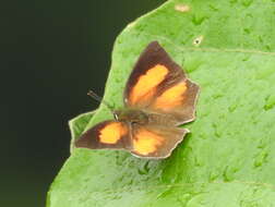 Image of Curetis bulis (Westwood (1851))