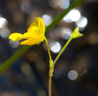 Image of flatleaf bladderwort