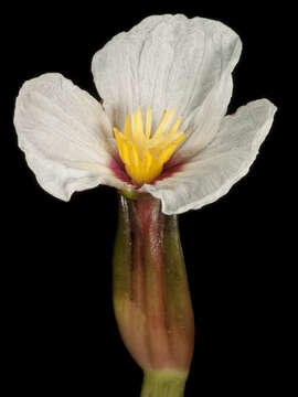 Image of Ottelia ovalifolia (R. Br.) Rich.