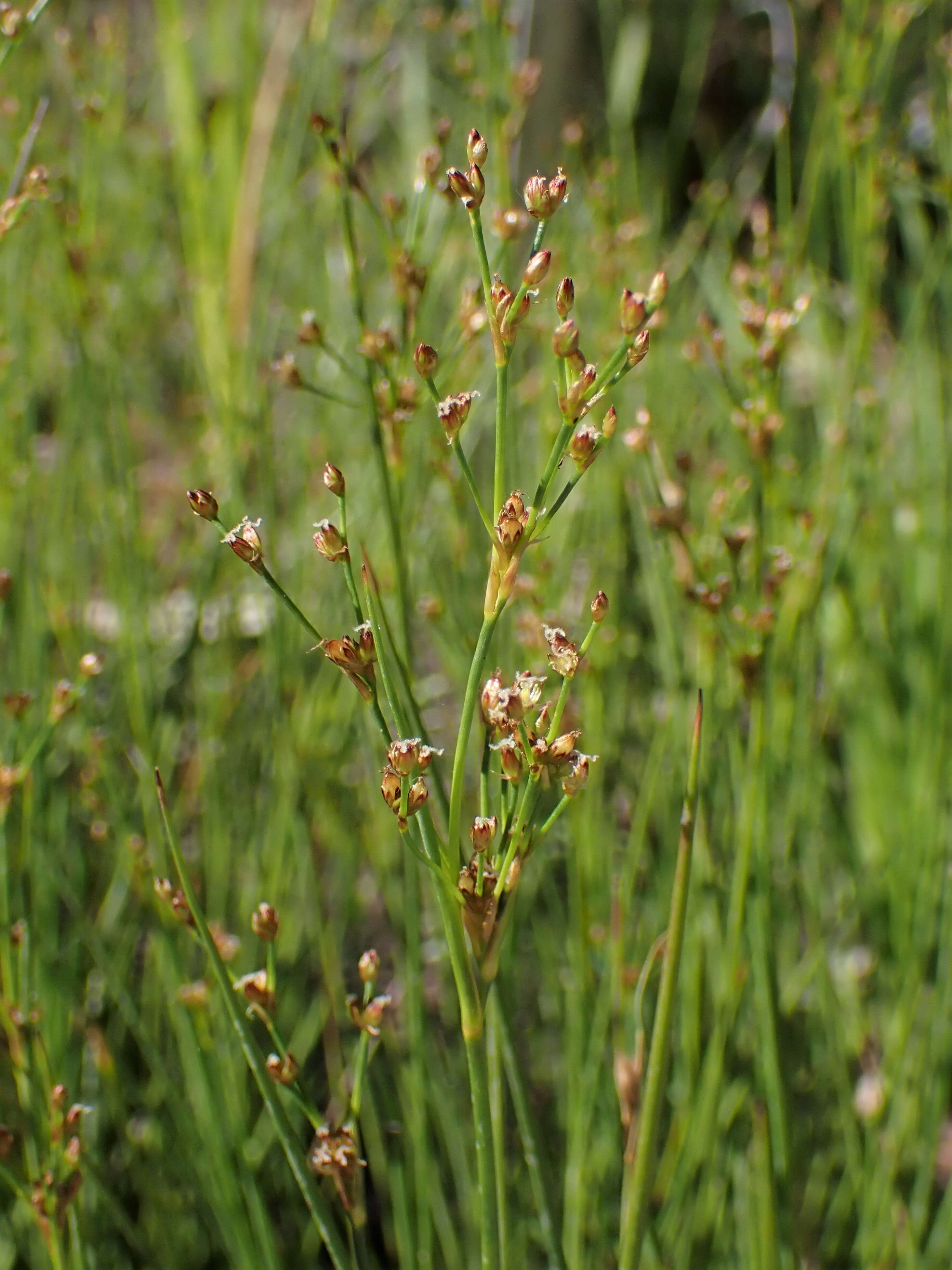 Imagem de Juncus alpinoarticulatus Chaix