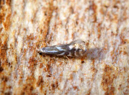 Image de Phyllonorycter coryli (Nicelli 1851)