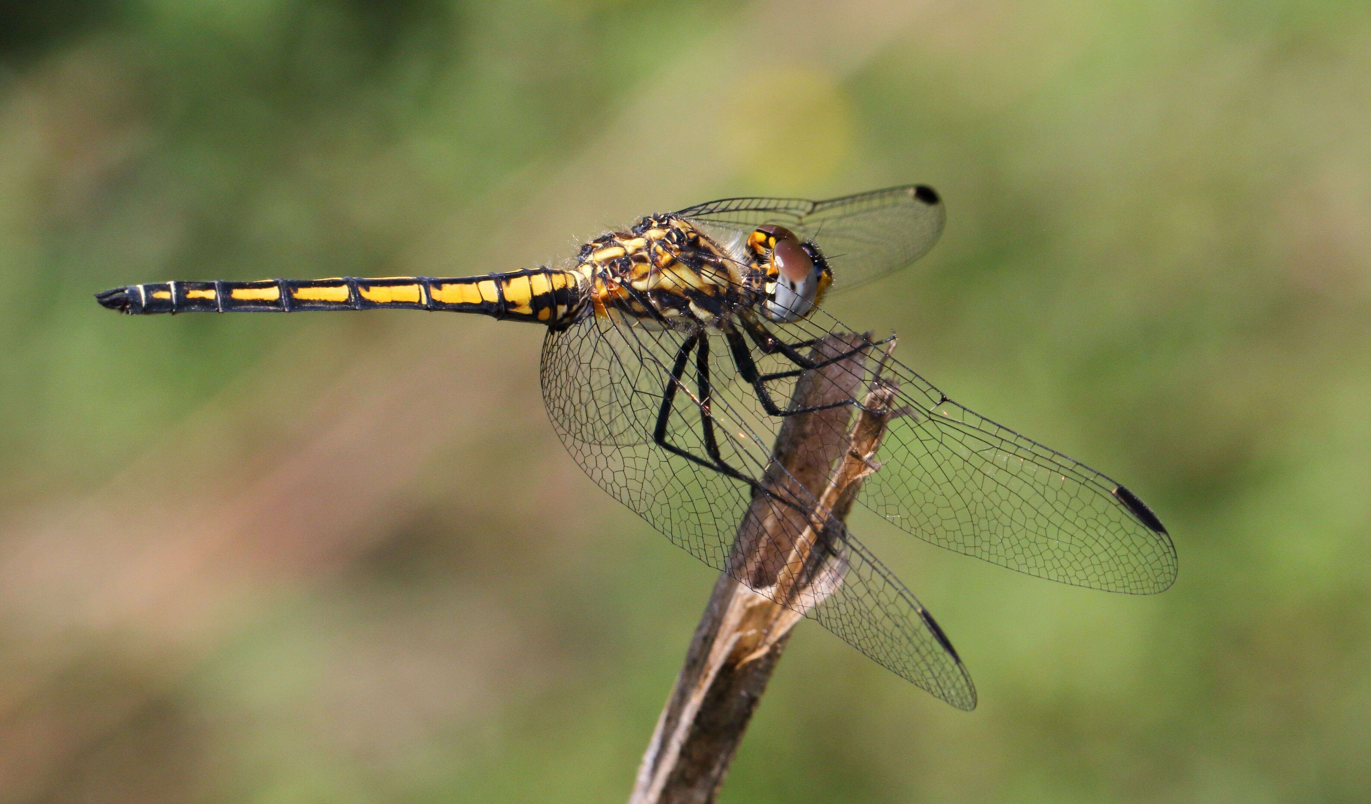 Image of Dark Dropwing