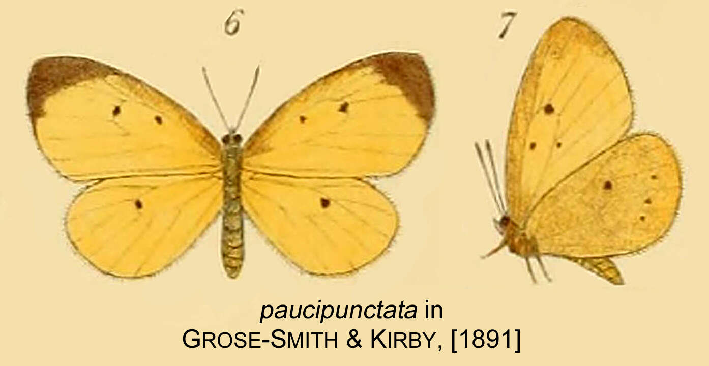 Image of Pentila preussi Staudinger 1888