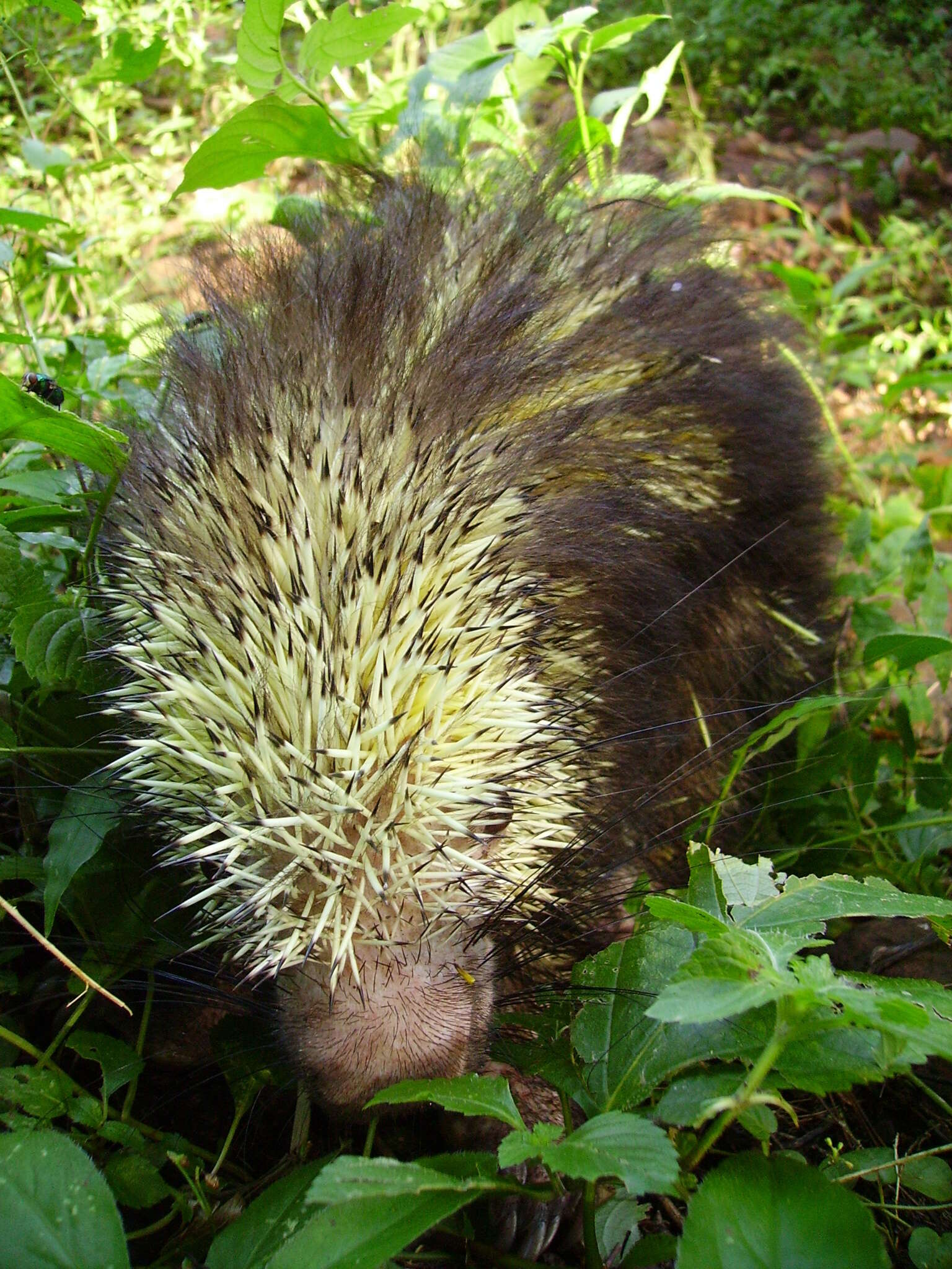 Image of Hairy Dwarf Porcupines