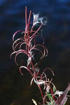 Image of Narrow-Leaf Fireweed