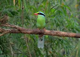 Image of Common Green Magpie