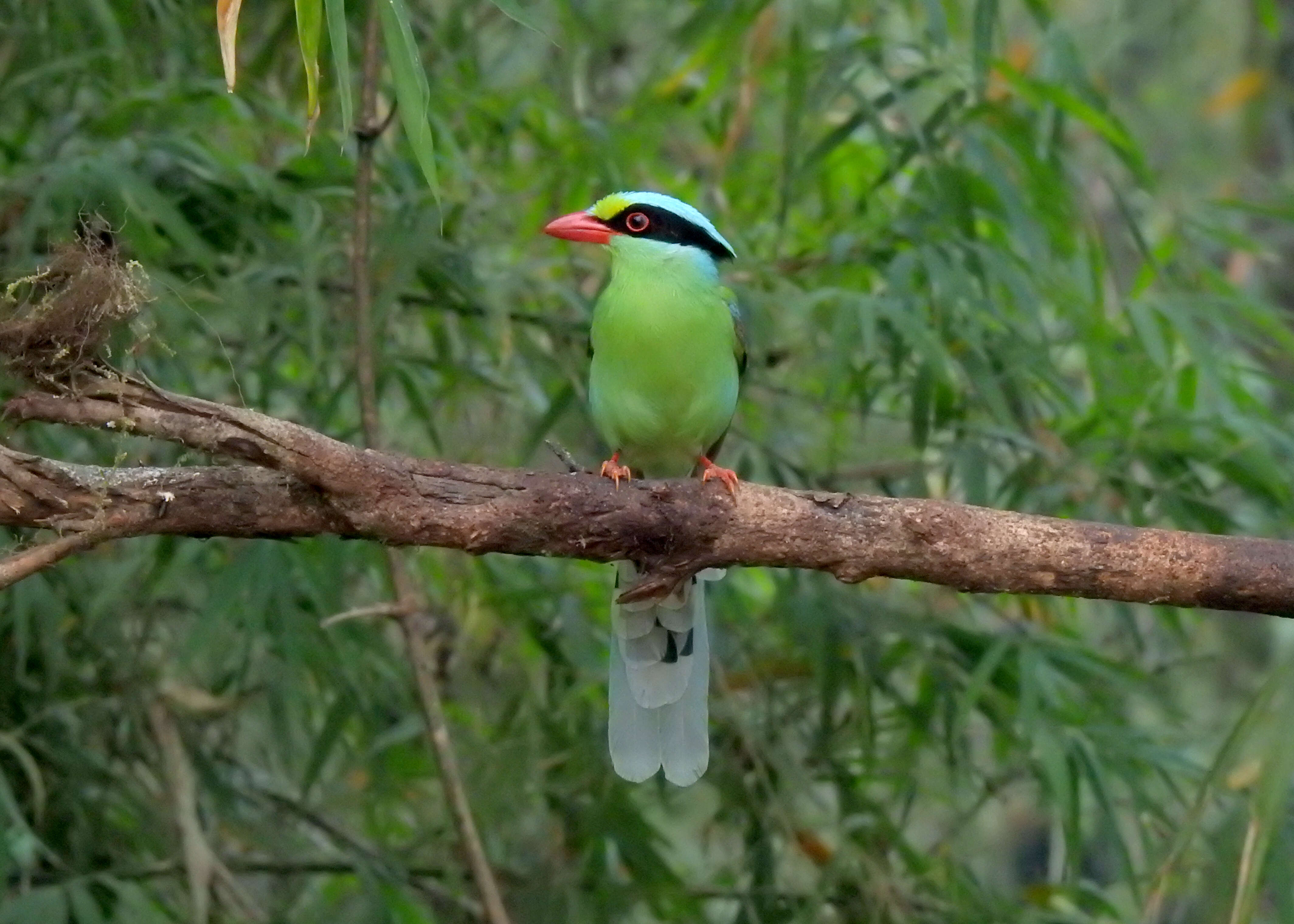 Image of Common Green Magpie