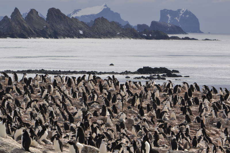 Image of Chinstrap Penguin