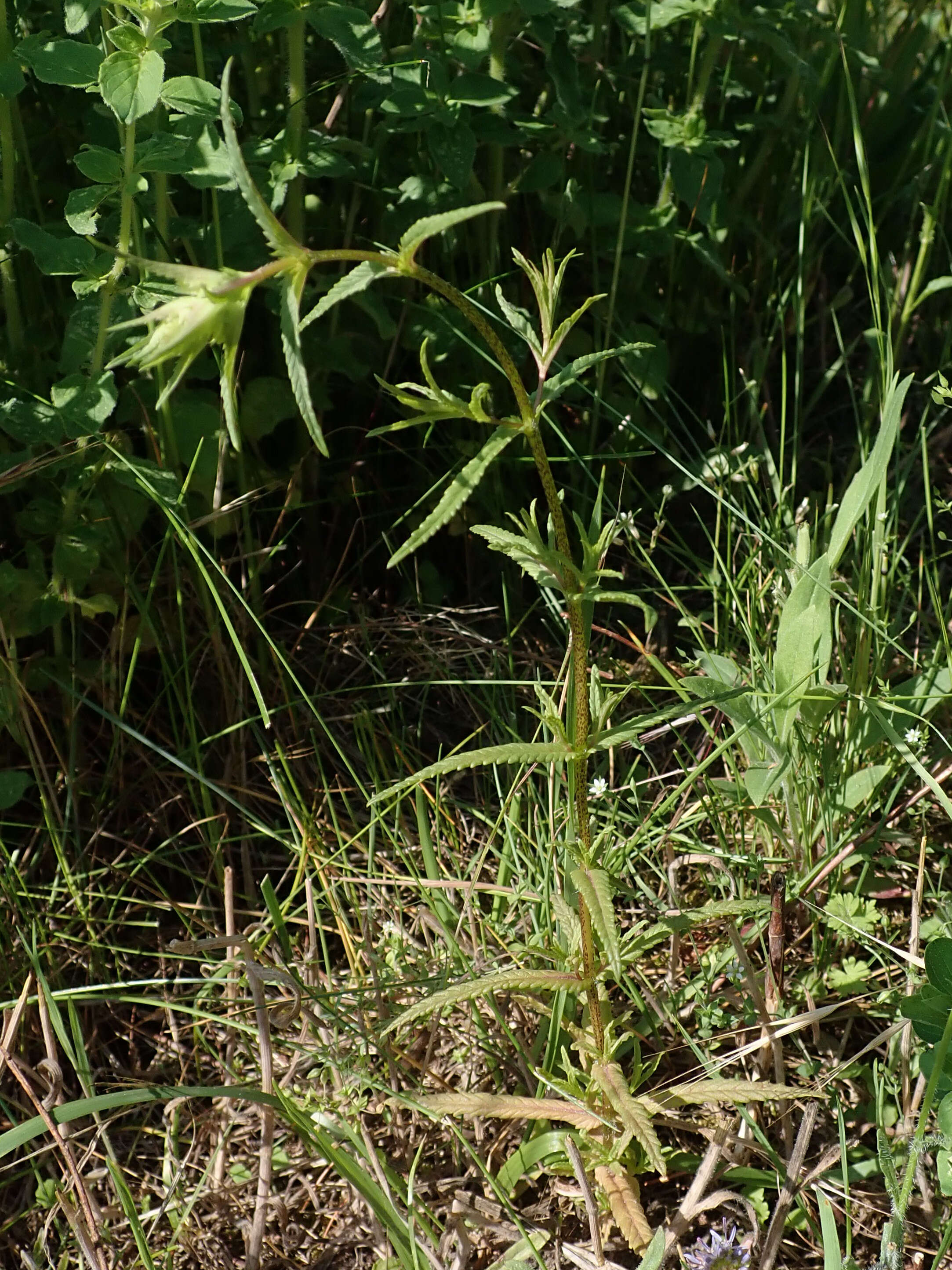 Image of late-flowering yellow rattle