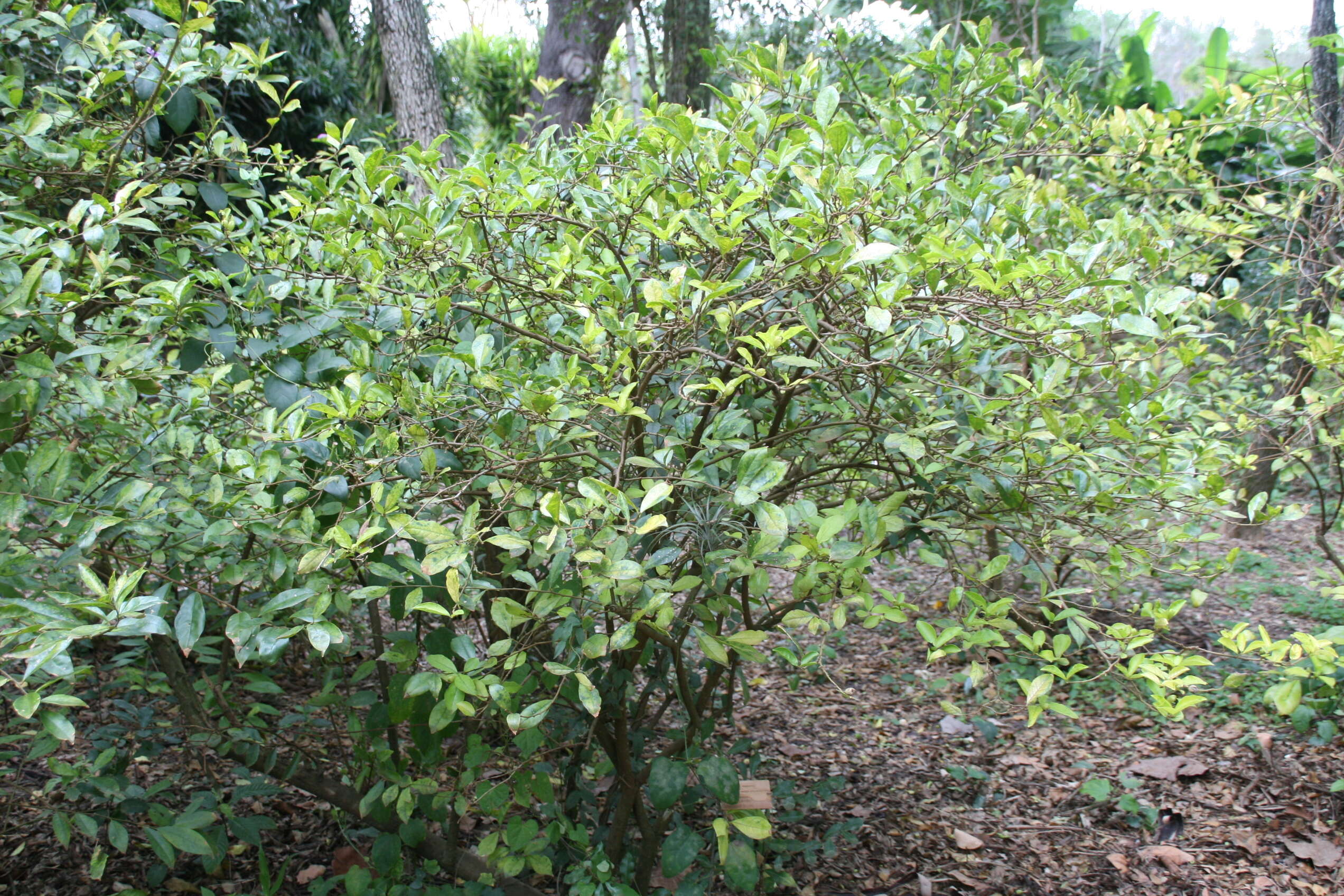 Image de Brunfelsia uniflora (Pohl) D. Don