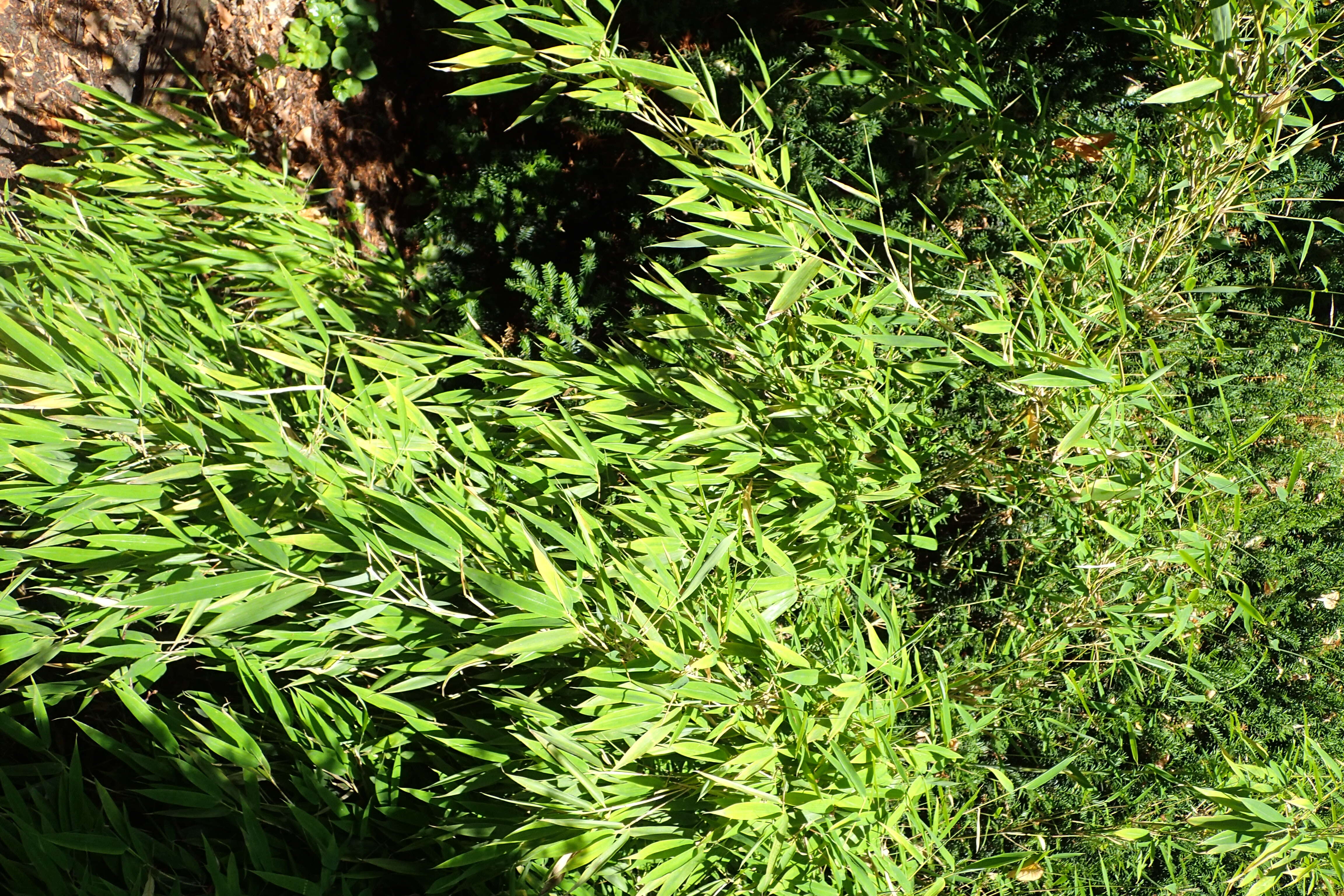 Image of umbrella bamboo