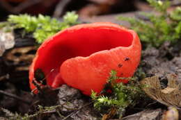 Image of Ruby elfcup