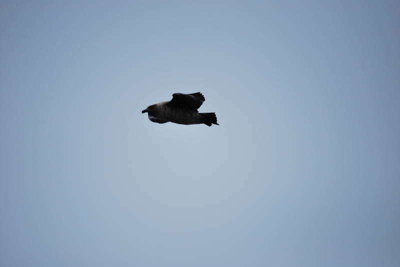 Image of Brown Skua