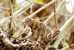 Image of Northern Tree Shrew