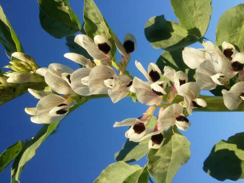 Image of Broad Bean