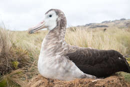 Amsterdam albatrosu resmi