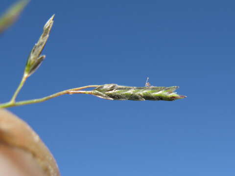 Image of Australian lovegrass