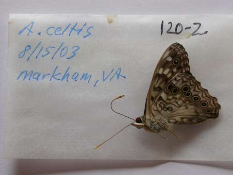 Image of Hackberry Emperor