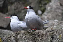 Image of Antarctic Tern