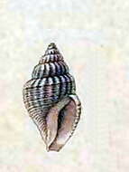 Image of Bela decussata (Locard 1891)