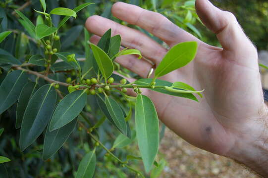 Image of Ficus obliqua G. Forster