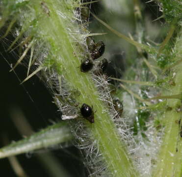 Image of Thistle Aphid