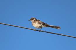 Image of Long-tailed Mockingbird