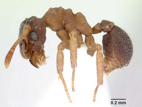 Image of Ant