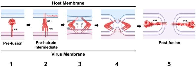 Image of Sendai virus