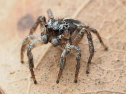 صورة Habronattus trimaculatus Bryant 1945