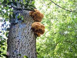 Image of Branched Oyster Mushroom