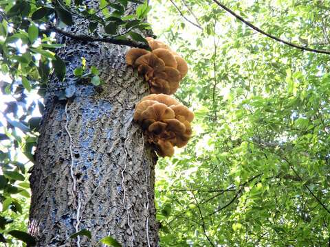 Image of Branched Oyster Mushroom