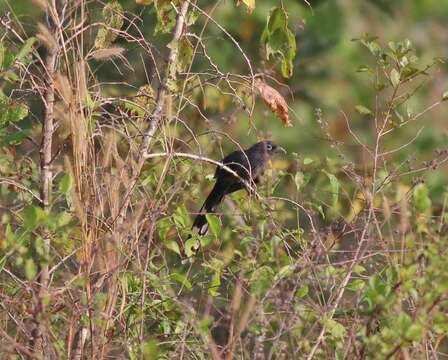 Image of Blue-faced Malkoha