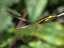 صورة Dendrelaphis subocularis (Boulenger 1888)