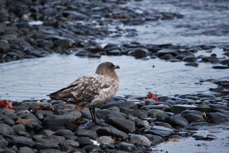 Image of Brown Skua