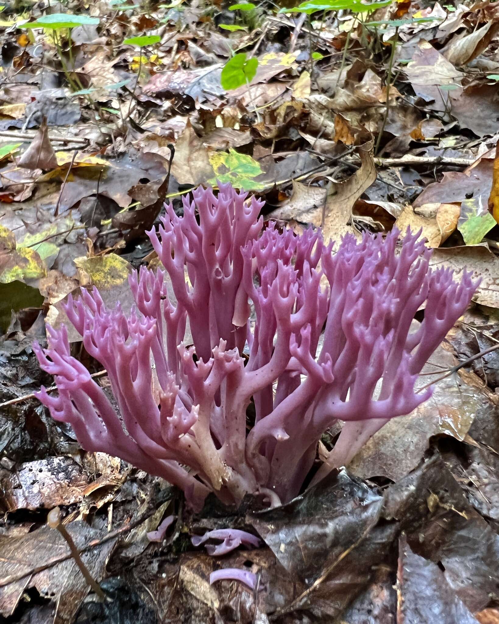 Image of Clavaria zollingeri Lév. 1846