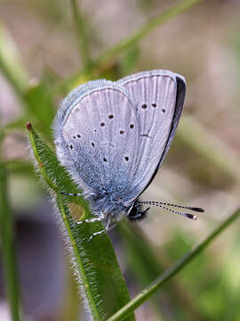 Image of small blue