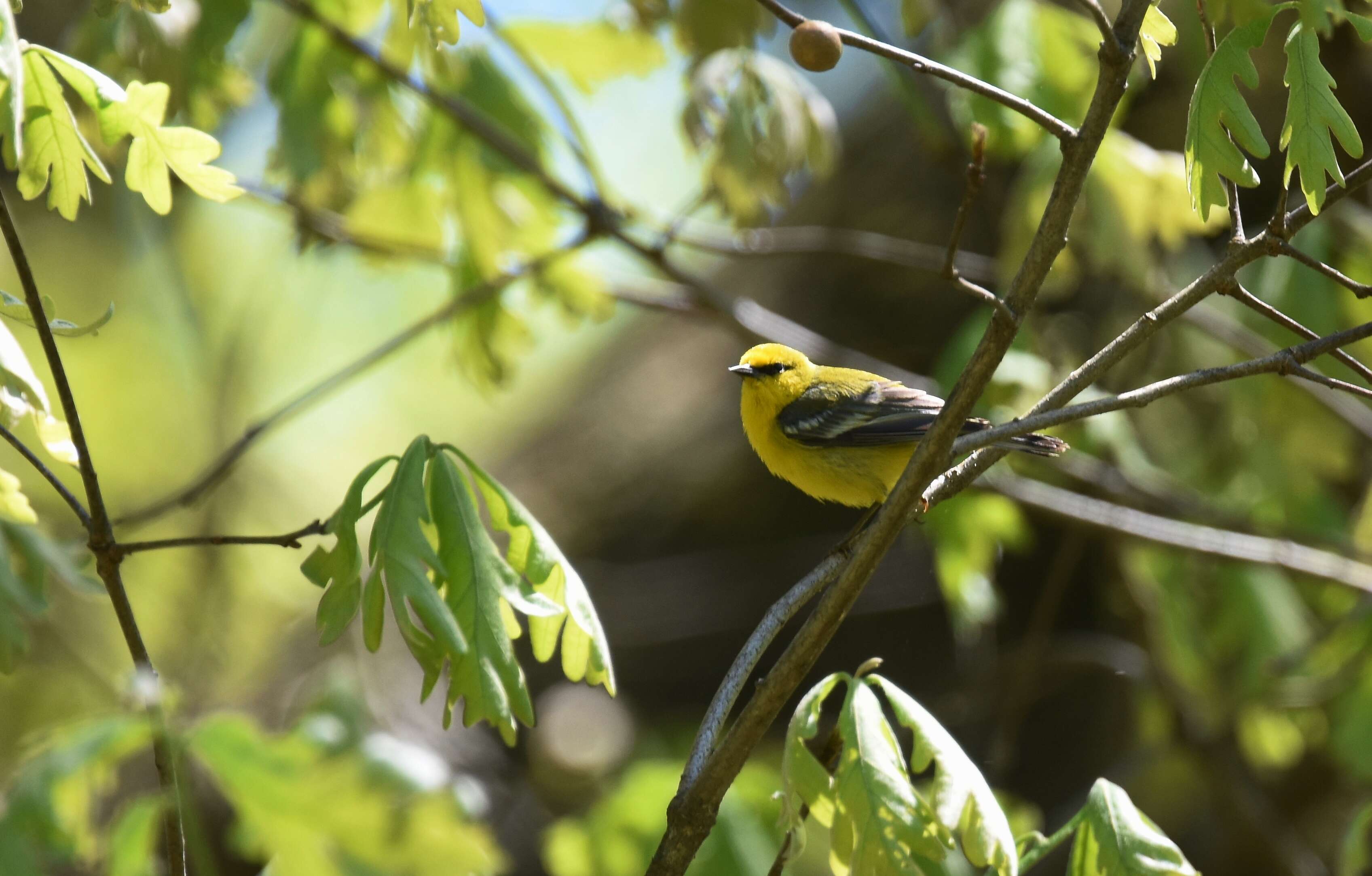 Image of Blue-winged Warbler