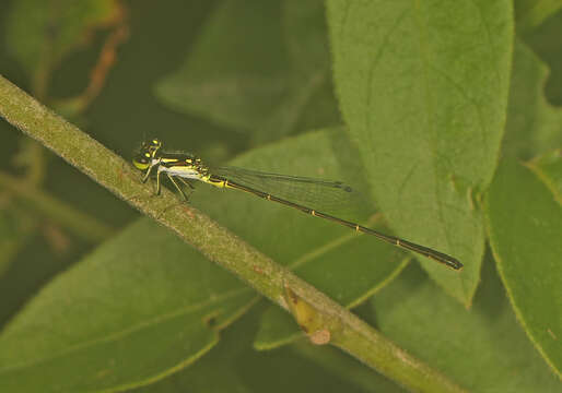 Image de Agrion Posé