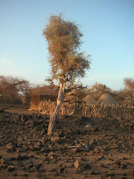 Image of Maerua crassifolia Forsk.