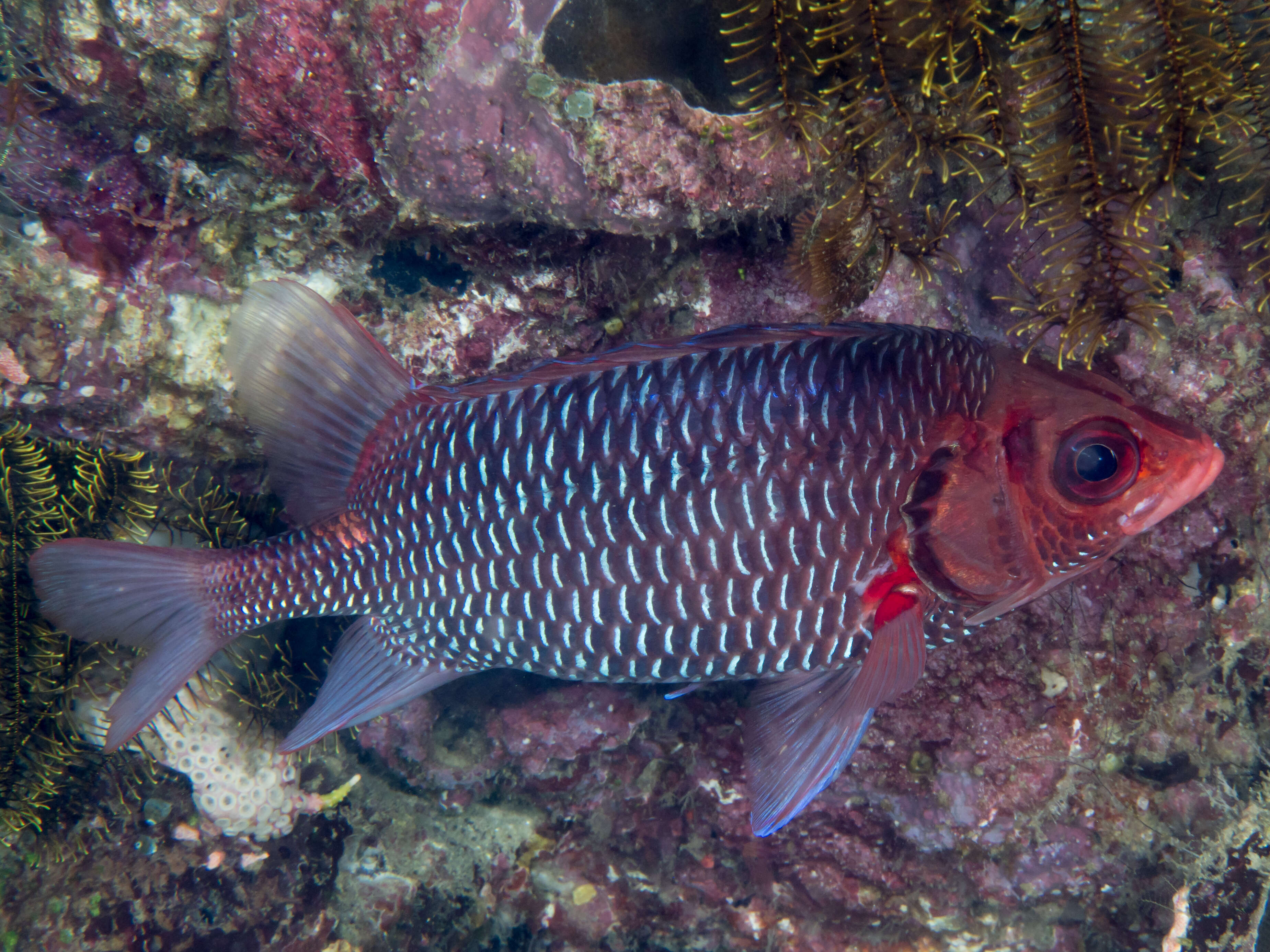 Слика од Sargocentron violaceum (Bleeker 1853)