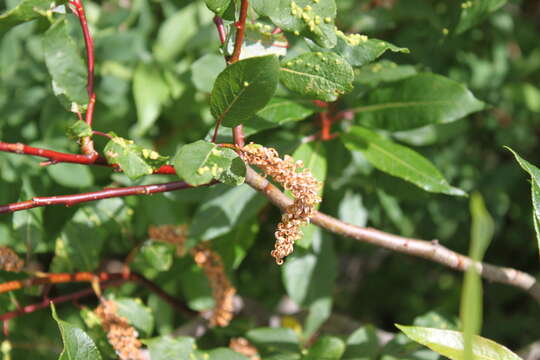Image of balsam willow
