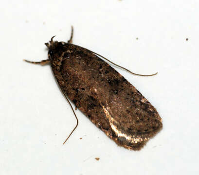 Image of Agonopterix heracliana Linnaeus 1758