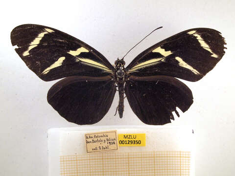 Image of Heliconius antiochus Linnaeus 1767