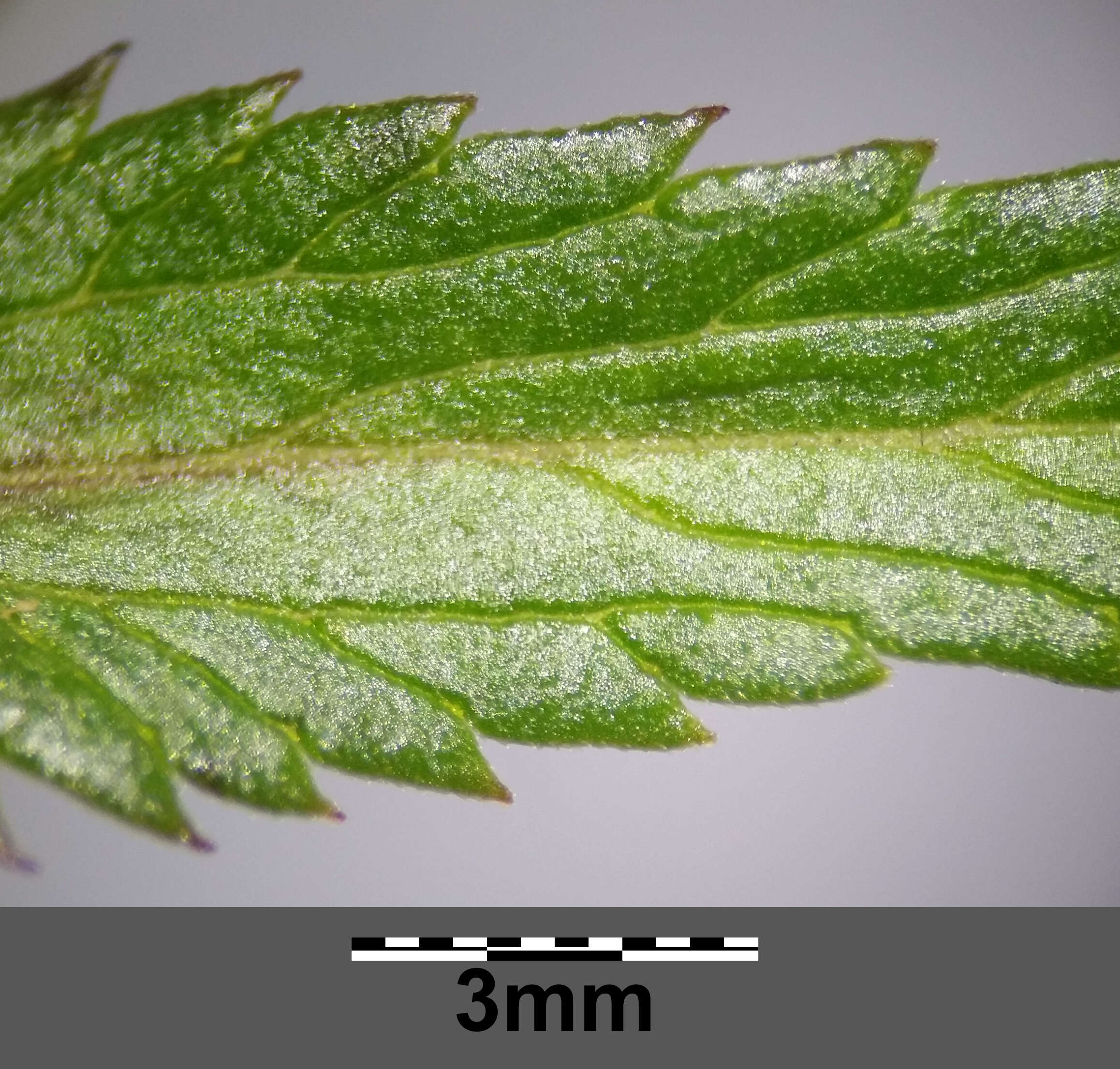 Image of late-flowering yellow rattle