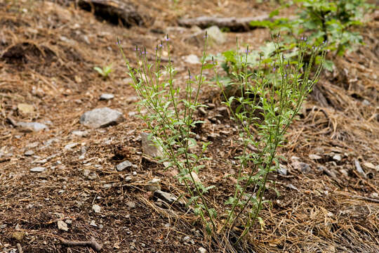 Image of vervain