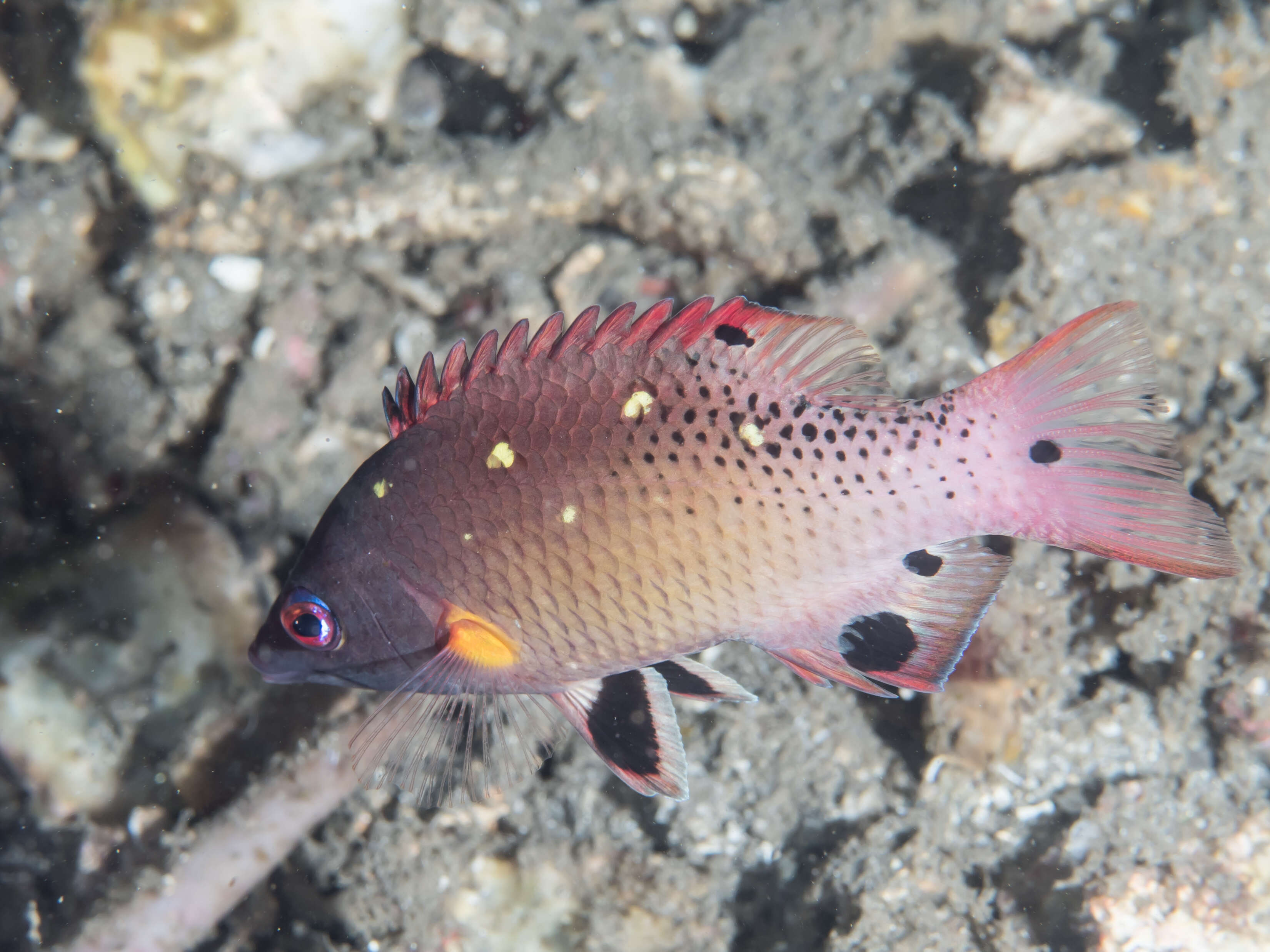 Image of Bodianus diana