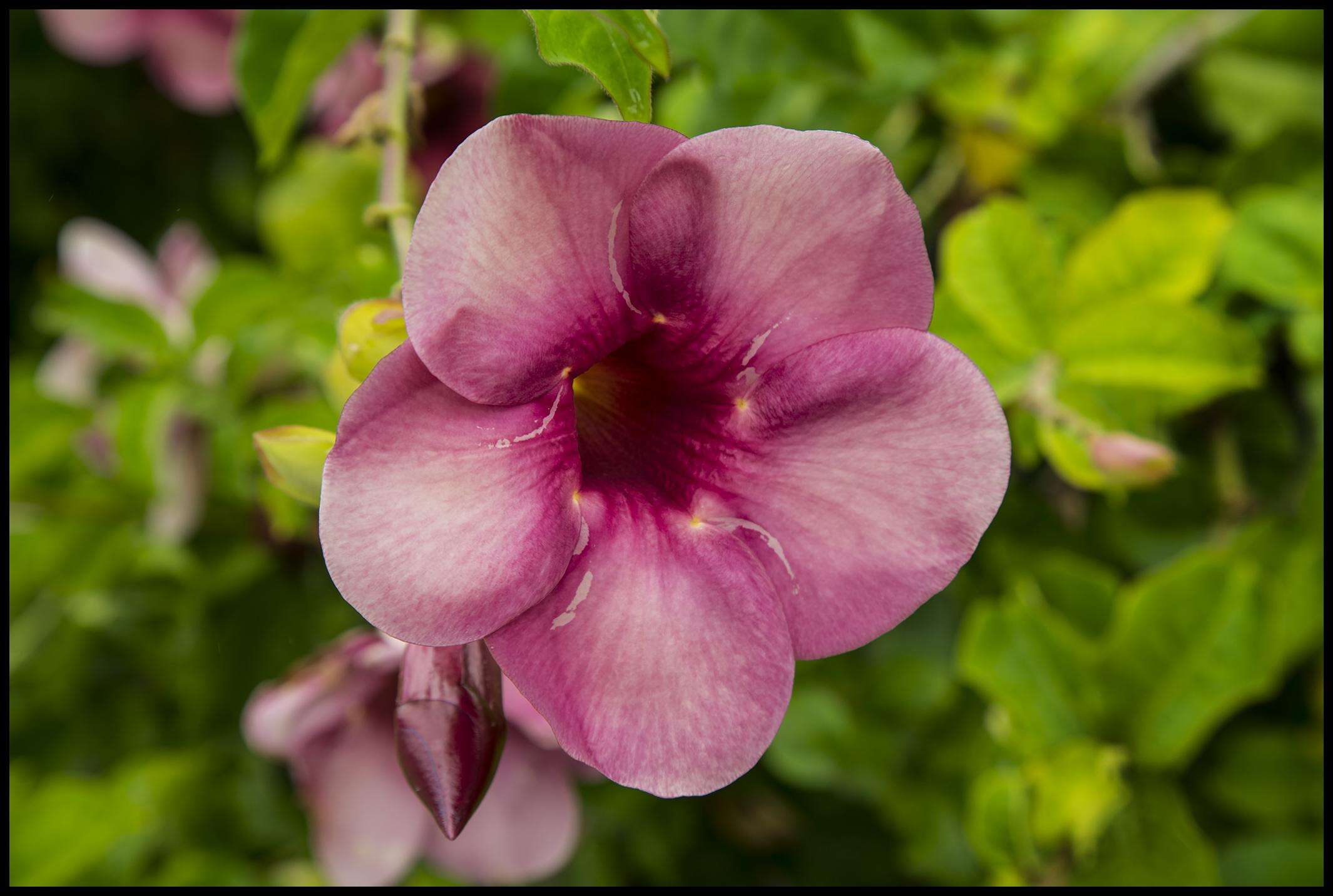 Image of purple allamanda